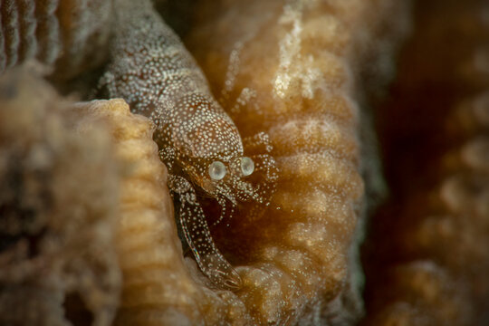 Scorpion shrimp (Metapontonia scorpio) symbiotic coral Goniastrea, size 2-3mm. Underwater macro photography from Romblon, Philippines