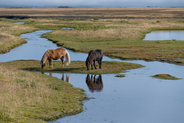 Naklejka na ściany i meble Icelandic horses on the river, South Iceland.