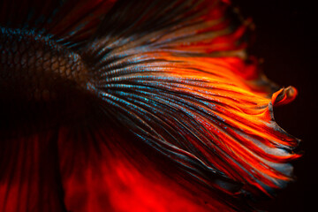 Close up Tail of fighting fish