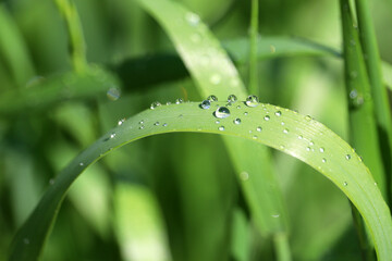 Water drops on a blade of green grass, macro shot. Dew on a meadow in sunny morning, freshness concept, nature background