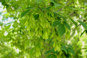 green leaves background