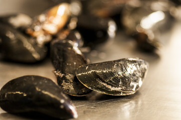 Mussels on Stainless Steel