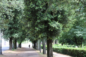 dense forest older trees and natural greenery in the forest