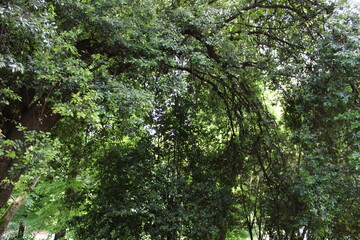 dense forest older trees and natural greenery in the forest