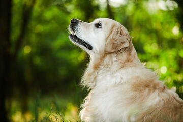 Labrador retriever dog. Golden retriever dog on grass. adorable dog in poppy flowers. 