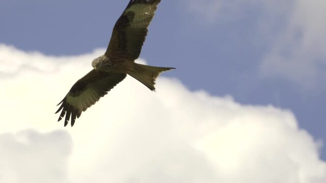 Tracking shot of majestic red kite eagle glides through the air in slow-motion

