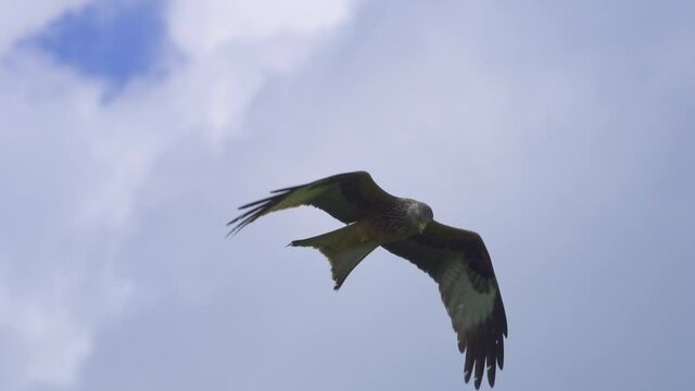 Red kite milvus soaring in the air during cloudy day, close up track shot