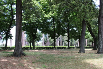 dense forest older trees and natural greenery in the forest