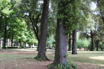 dense forest older trees and natural greenery in the forest