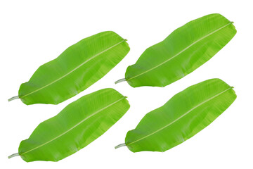 Obraz premium banana, leaf, natural, background, texture, nature, white, biology, colours, eco, environmental, large, palm, tropics, ecological, ecology, exotic, foliage, greenery, lush, big, botanical, element, is