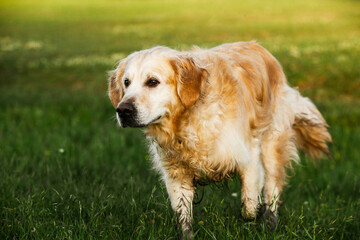 Labrador retriever dog. Golden retriever dog on grass. adorable dog in poppy flowers. 