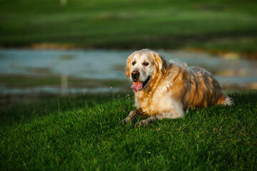 Labrador retriever dog. Golden retriever dog on grass. adorable dog in poppy flowers. 