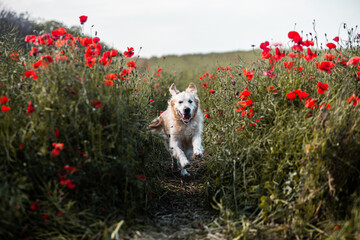 Labrador retriever dog. Golden retriever dog on grass. adorable dog in poppy flowers. 