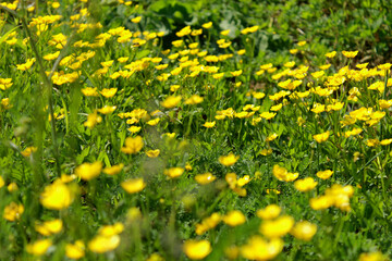 yellow dandelions on green grass