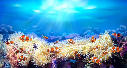 Naklejka na ściany i meble Clownfish swimming among sea anemones. Animals of the underwater sea world. Life in a coral reef. Amphiprion percula. Ecosystem. 
