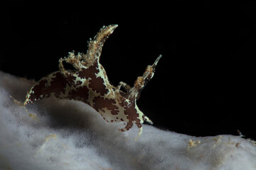 Nudibranch Trapania sp. Underwater macro photography from Romblon, Philippines