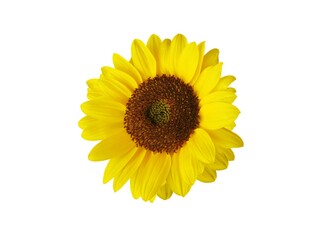 sunflower isolated on white background