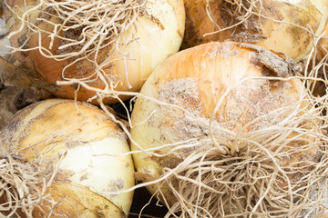 Freshly Unearthed Harvest Of Sweet White Onions