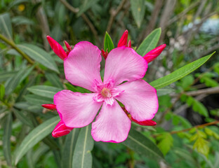 vibrant pink oleander single flower close up in the garden