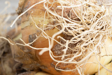 Freshly Unearthed Harvest Of Sweet White Onions