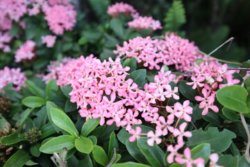 pink flowers in the garden. West Indian Jasmine. Ixora