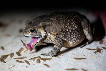A Toads eat insects at night Favorite food night shot