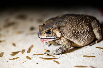 A Toads eat insects at night Favorite food night shot