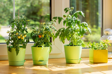 Bushes of cherry tomatoes grow in flower pots on the windowsill. Potted tomatoes on window. Kitchen...