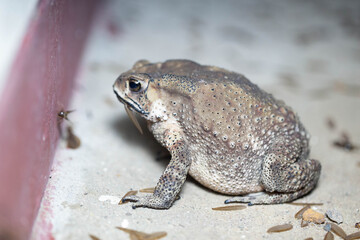 A Toads eat insects at night Favorite food night shot