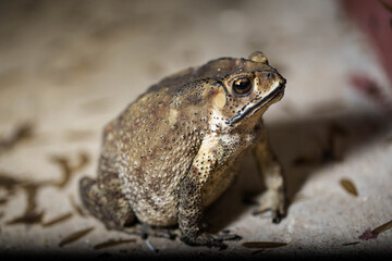 A Toads eat insects at night Favorite food night shot