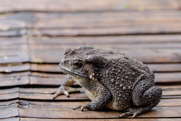 A Toads eat insects at night Favorite food night shot