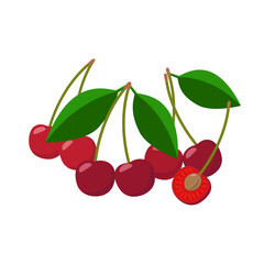Cherries vector illustration isolated on white background. Juicy red fruits.