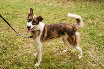 colorful dog on a leash