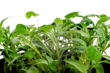 Young cilantro or coriander shoots in a flowerpot on white background