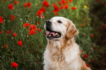 Labrador retriever dog. Golden retriever dog on grass. adorable dog in poppy flowers. 