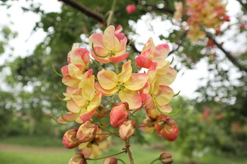 rainbow shower tree. pink rainbow shower tree. pink flower. pink flowers. Cassia javanica. Java cassia. pink shower. apple blossom tree.