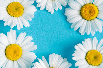 Chamomile flowers frame on blue trendy pastel background. Flower mockup flat lay top view frame composition with copy space.