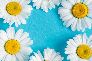 Obraz premium Chamomile flowers frame on blue trendy pastel background. Flower mockup flat lay top view frame composition with copy space.