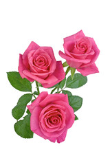 Bouquet of pink roses on a white background