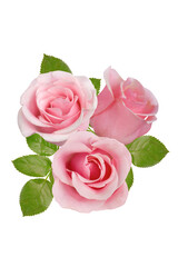 Bouquet of pink roses on a white background