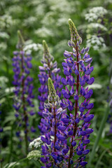 Close up of purple lupin field growing in wild meadow with long grass and blooming wild chervil in summer in Latvia