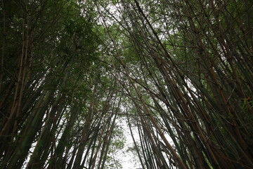 Fototapeta premium green bamboo forest