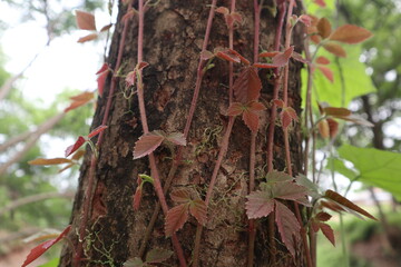 leaves on tree