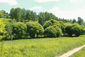 landscape with green trees