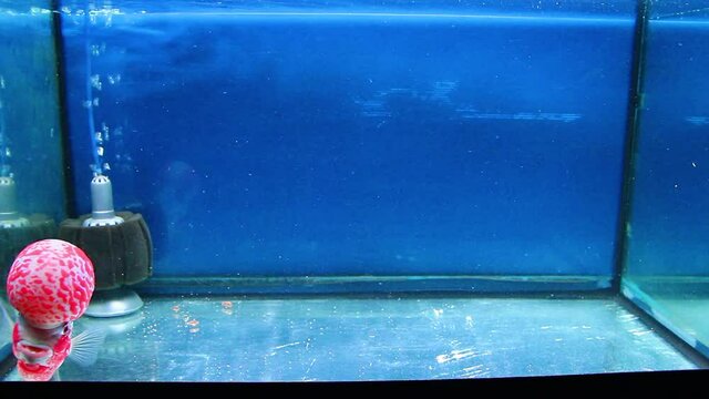 Flowerhorn Fish Aquarium Fish Flower horn Fish Flowerhorn Cichlid Fish