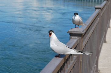 Two seagulls