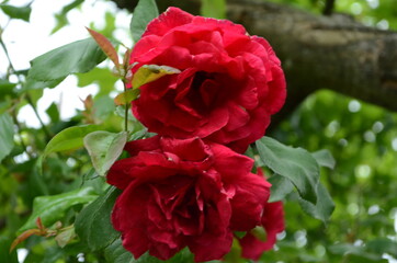 Red Roses on a bush in a garden. Russia.