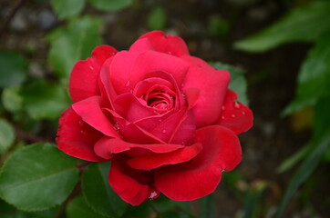 Red Roses on a bush in a garden. Russia.