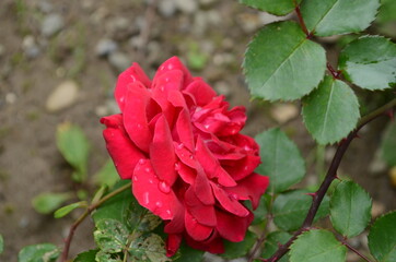 Red Roses on a bush in a garden. Russia.