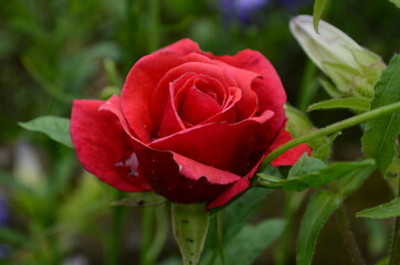 Red Roses on a bush in a garden. Russia.
